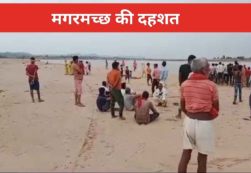 Singrauli News: नदी किनारे पानी पी रहे बुजुर्ग को घसीट ले गया मगरमच्छ; जानिए