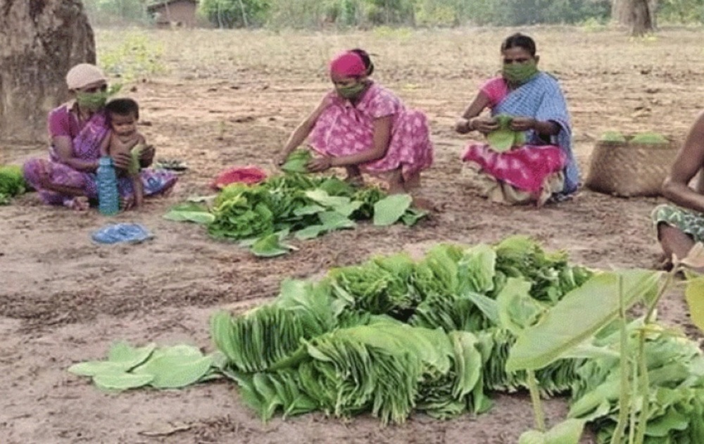 MP News: तेन्दूपत्ता संग्रहण की बढ़ी दर 4 हजार रूपये प्रति बोरा निर्धारित; जानिए खबर