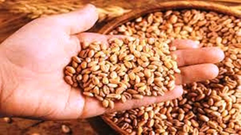 MP News: समर्थन मूल्य पर उपज विक्रय के लिये पंजीयन आज से; जानिए