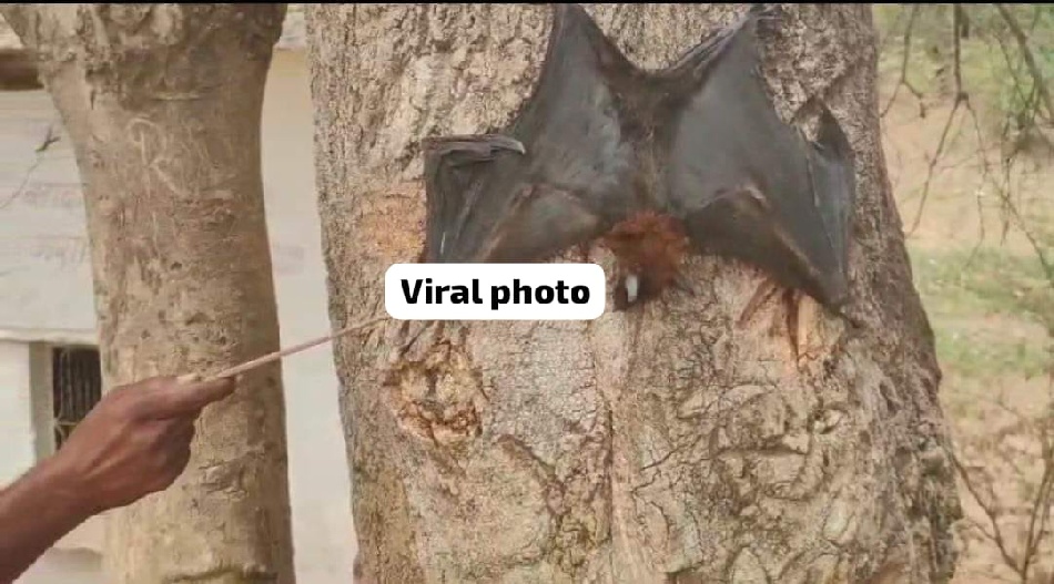 MP News: भीषण गर्मी से चमगादड़ों की हो रही मौत; जानिए