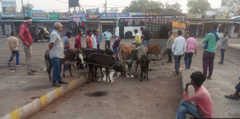 Singrauli Breaking: आवारा मवेशियों को खुले में छोड़ने वालों को सिंगरौली नगर निगम आयुक्त के सख्त निर्देश; जानिये