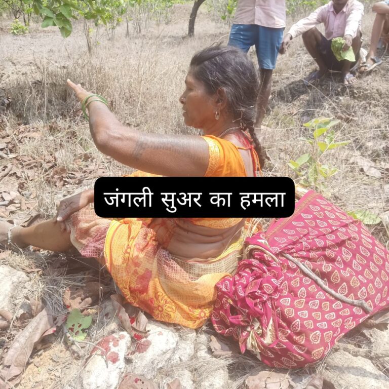 Singrauli News: तेंदू पत्ता तोड़ रहे दो महिला श्रमिकों पर जंगली सुअर ने किया हमला; जानिए 