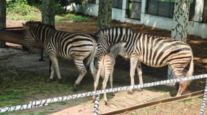 MP News: इंदौर चिड़ियाघर में रविवार रात अफ्रीकन जेब्रा ने लिया जन्म; जानिए 