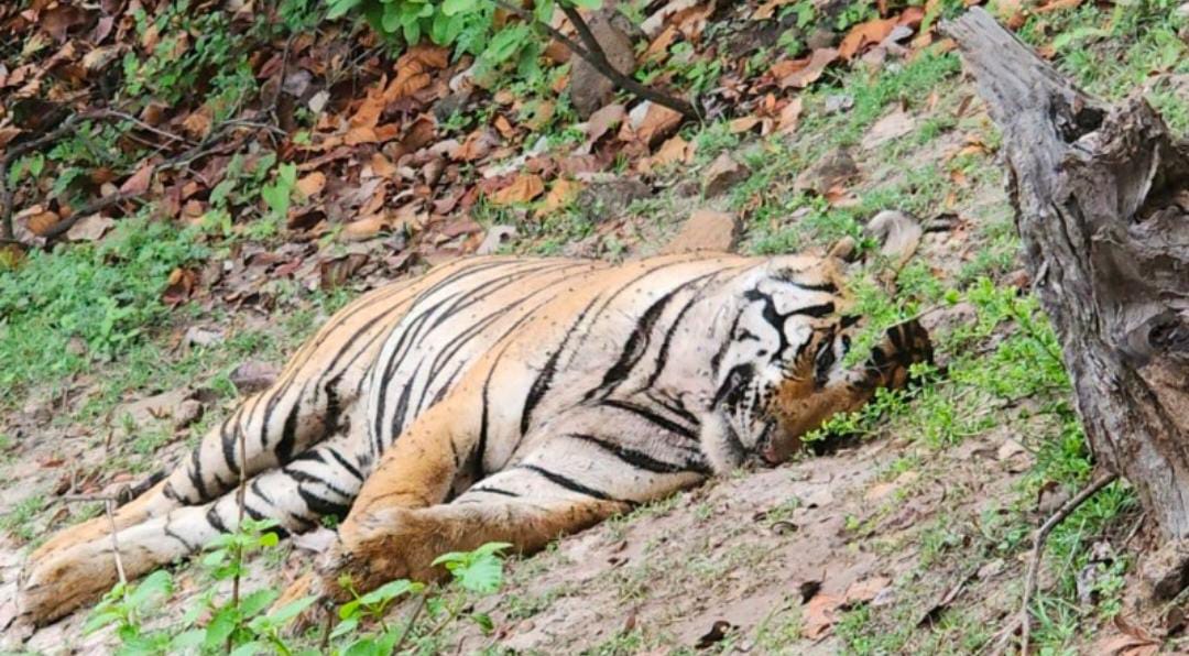 MP News: 5 साल की आयु के नर बाघ की मौत, मचा हड़कंप; जानिए