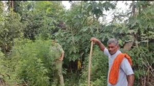 Crime News: पुलिस ने 2.50 लाख रुपए कीमत के गांजा का हरा पेड़ किया जब्त; जानिए 