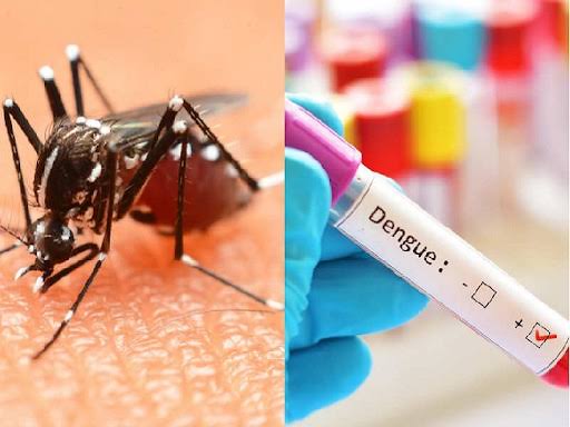 Dengue News: इस जिले में मिले डेंगू के सबसे अधिक मरीज; जानिए खबर 