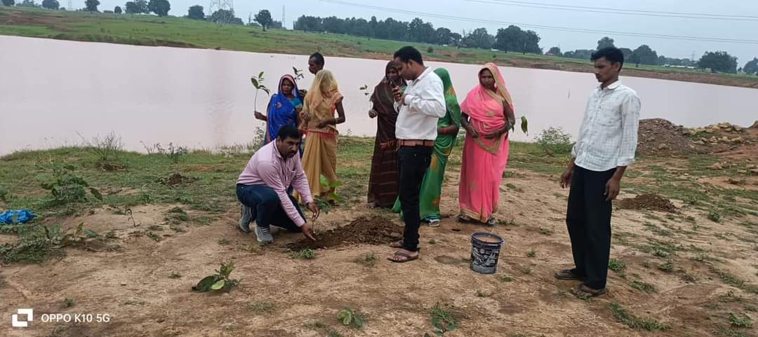 Singrauli News: अमृत सरोवर अभियान के तहत जिले में किया गया बृक्षारोपण; जानिए खबर