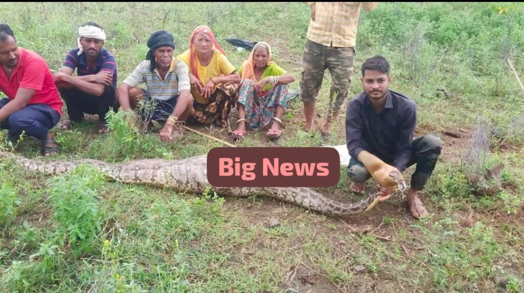 Big News: 15 फीट लंबे विशालकाय अजगर ने नीलगाय के बछड़े को निगला; जानिए पूरी खबर