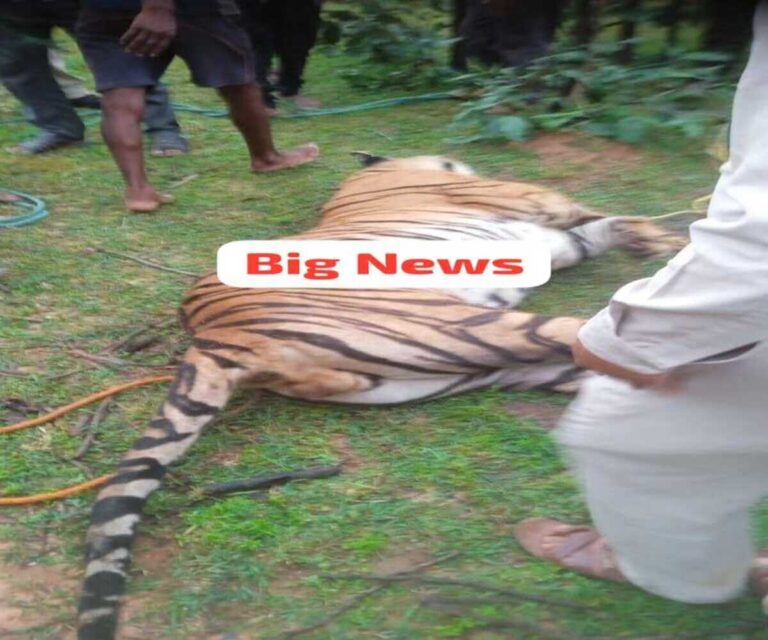 MP News: टाइगर स्टेट में नही थम रहा बाघों की मौतों का सिलसिला, मिला एक और बाघ का शव; जानिए 