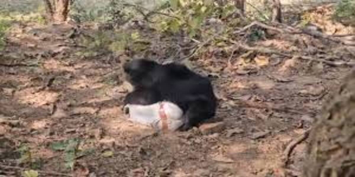 MP News: जंगली भालू के हमले से व्यक्ति गंभीर रूप से घायल; जानिए खबर 