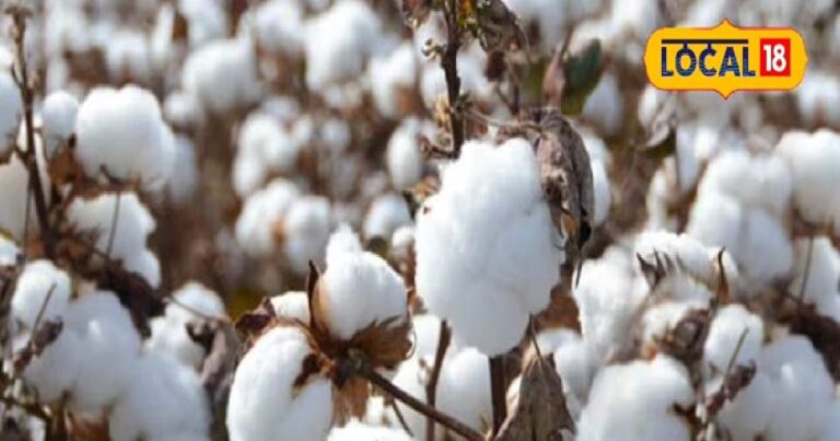 Cotton Farming Tips: खरीफ में लगा रहे कपास? किसान भाई इस तरह करें खेती, एक्सपर्ट ने बताया खाद डालने का तरीका