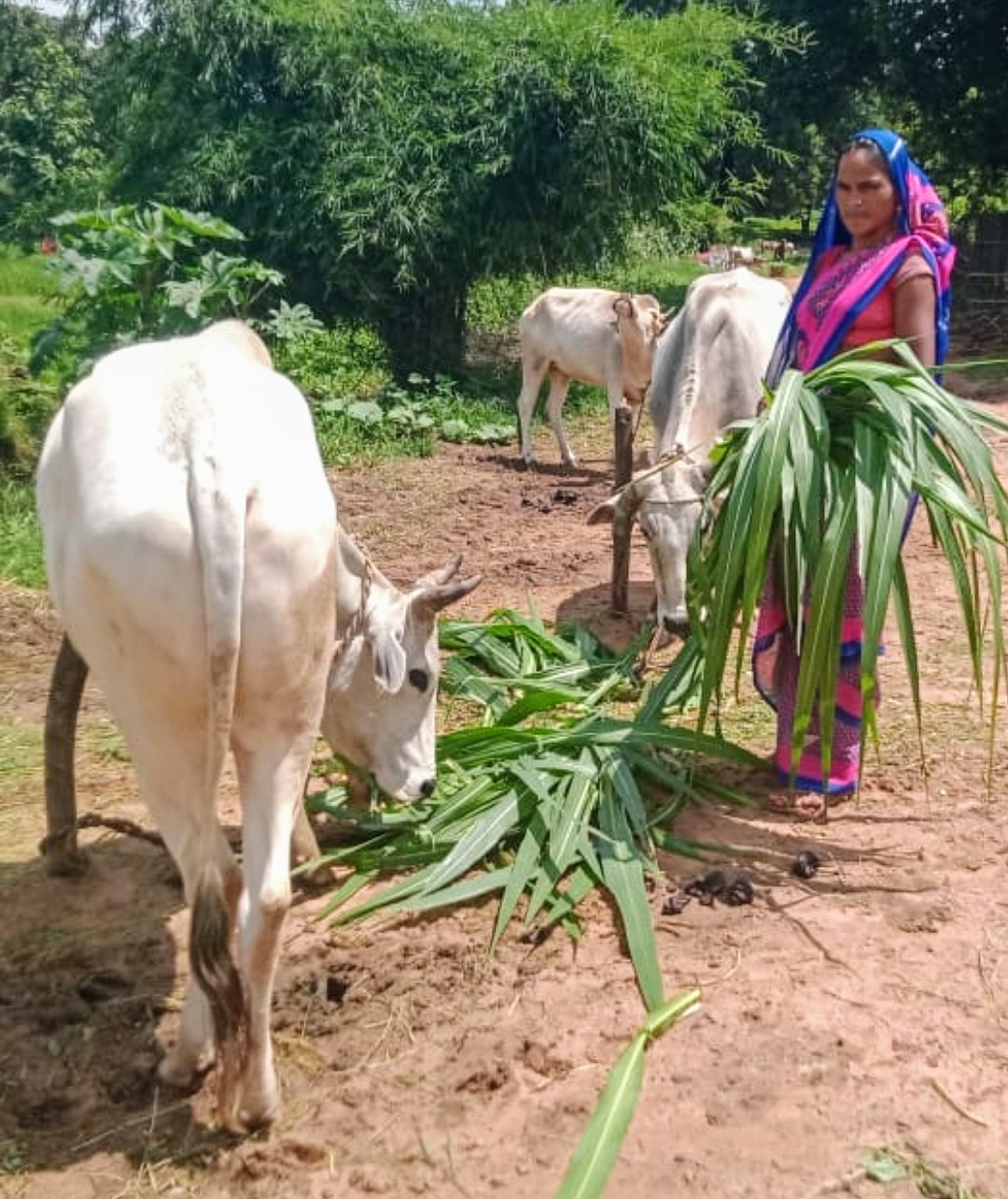 सिंगरौली समाचार: अदाणी फाउंडेशन के 'गौ समृद्धि परियोजना' से तंबाकू हो रहे ग्रामीण पशुपालक; जानिए