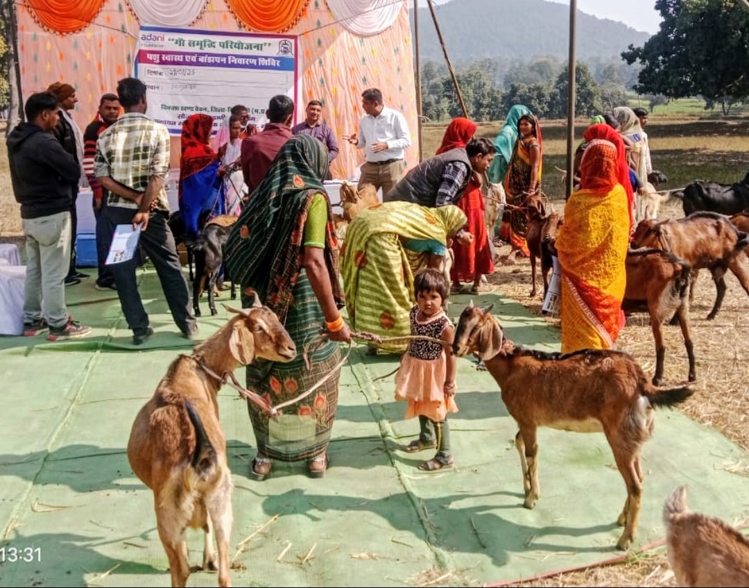 सिंगरौली समाचार: अदाणी फाउंडेशन के 'गौ समृद्धि परियोजना' से तंबाकू हो रहे ग्रामीण पशुपालक; जानिए